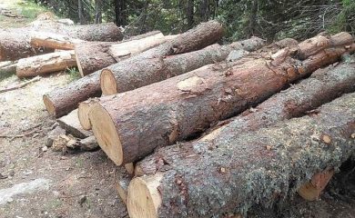 Горски инспектори от РДГ-Смолян разкриха незаконна сеч