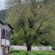 Орех на 200 години в Широка лъка е обявен за защитено вековно дърво
